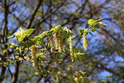 Carpinus betulus - habr obecný - jehnědy 1 (83)